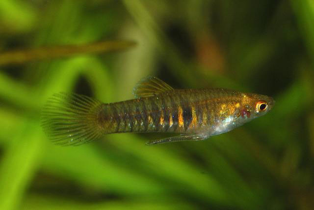 Neoheterandria elegans